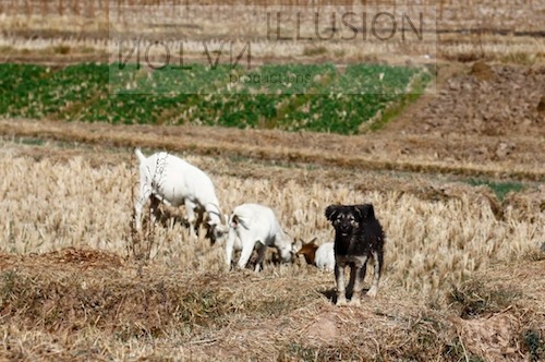 shepherds - Shaxi, yunnan, southwest of China 茶马古道上的牧羊人