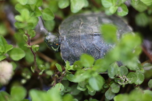 little turtle 小龟