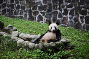 四川都江堰熊猫基地 panda park of Sichuan