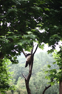 panda up in the tree 挂树的熊猫-都江堰熊猫乐园
