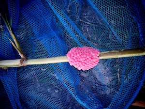 福寿螺卵 the pink snail eggs from Dali erhai lake