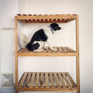 dog sitting on shelf - life of Guigui