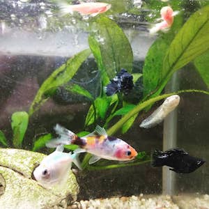 pollywogs & fish in tank