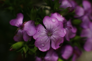 紫色小花带雨露