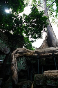 Cambodia Siem Reap Angkor Thom ancient tree surrounding temple - power of nature