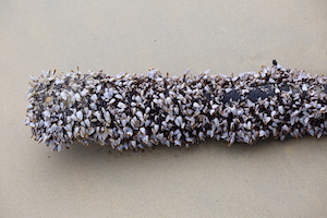 seashells living off a log - island life, Koh Rong Samleom