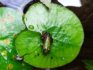 little green frog in the pond