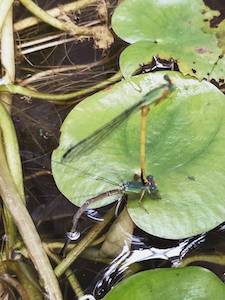 mating season for dragonflies - life with nature