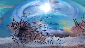 大理海洋馆 aquarium lionfish