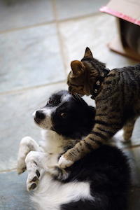 life of dog & cat