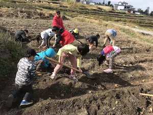 kids planting potatos 大理森林主题学校