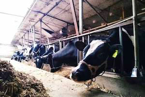 cow milking farm in Fengyangyi Dali 大理凤阳邑古村落生活