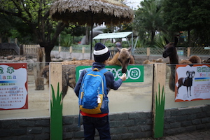 广州动物园喂羊驼feeding Lhama Guangzhou zoo
