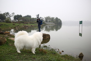 white dog 遛狗