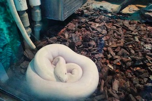 深层的恐惧-白蛇