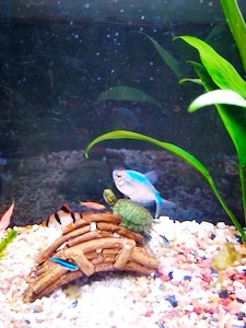 turtle and fish home aquarium