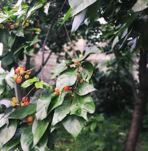 living in Dali Yunnan cherries