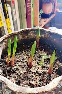 baby lily plant
