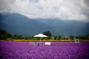 purple flowers 紫色花田