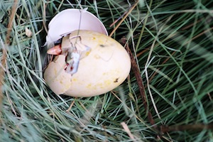 hatching day baby chick coming out of shell