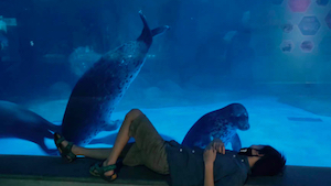 playful seals looking at children aquarium