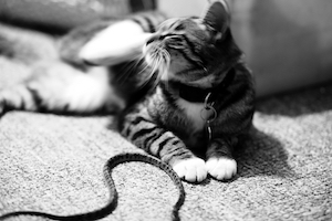 猫抓蛇