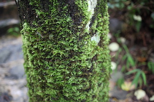 moss growing on living wood