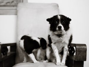 black and white dogs