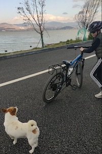 生活在大理-boy bike & dog