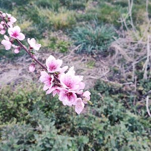 樱花 cherry blossom