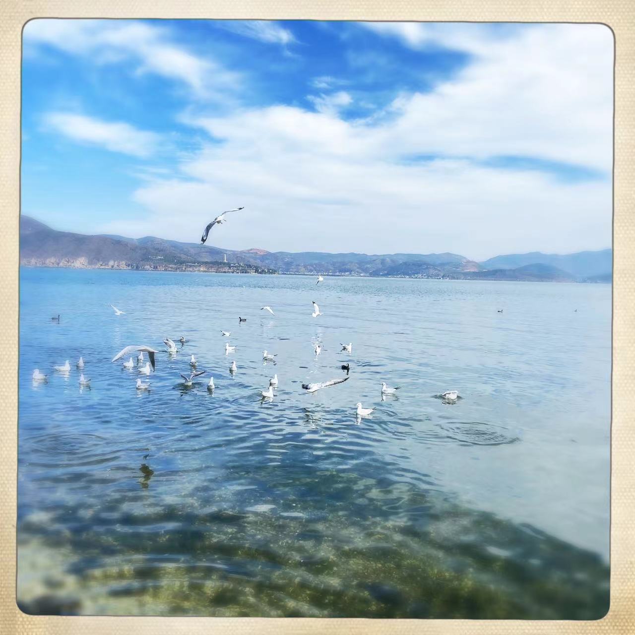 Siberian seagulls in Dali