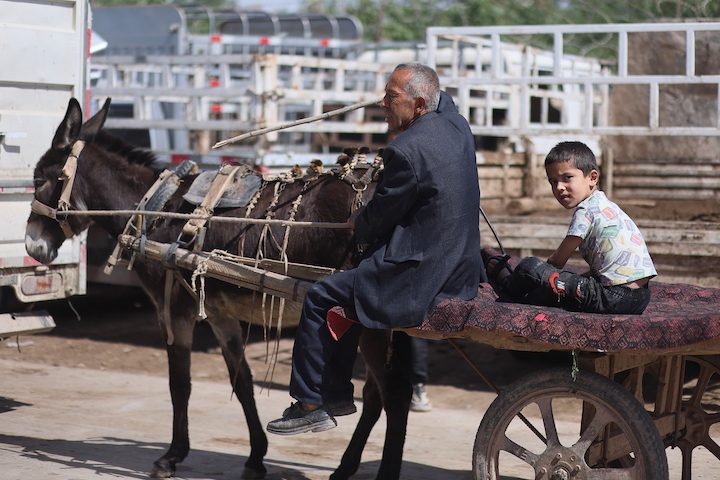 Kashgar livestock bazaar