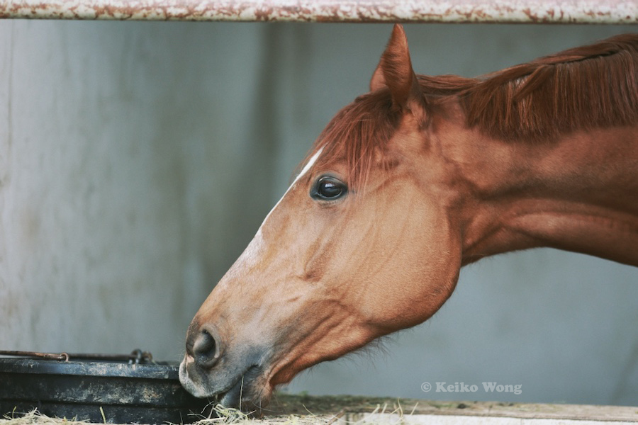 horse
