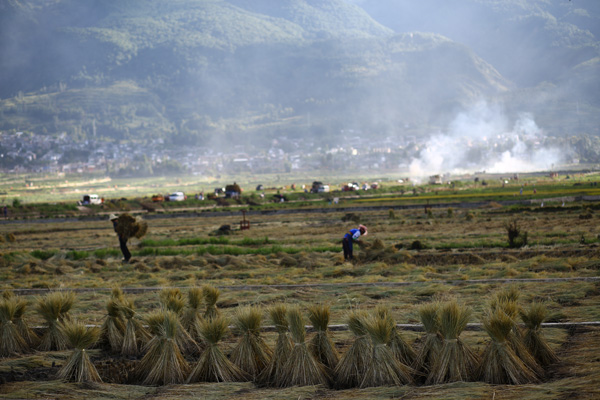 rice fields crop harvest time Yunnan