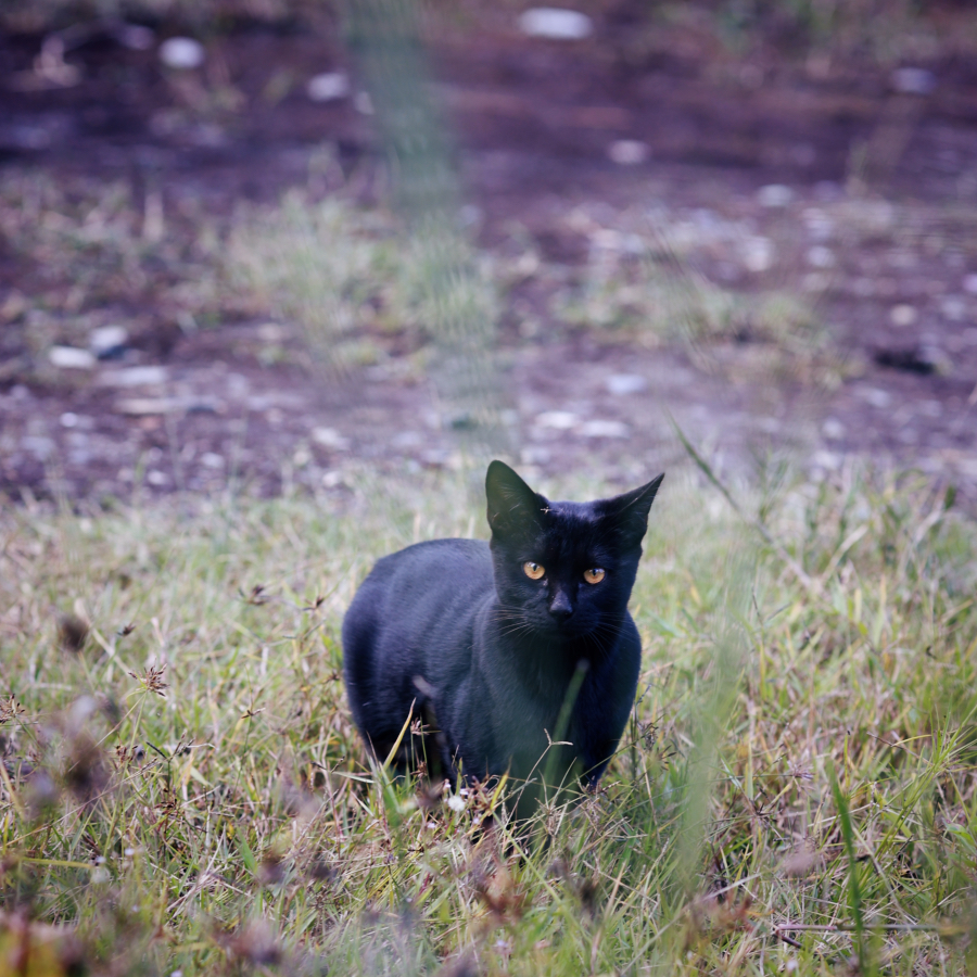 black cat in the wild