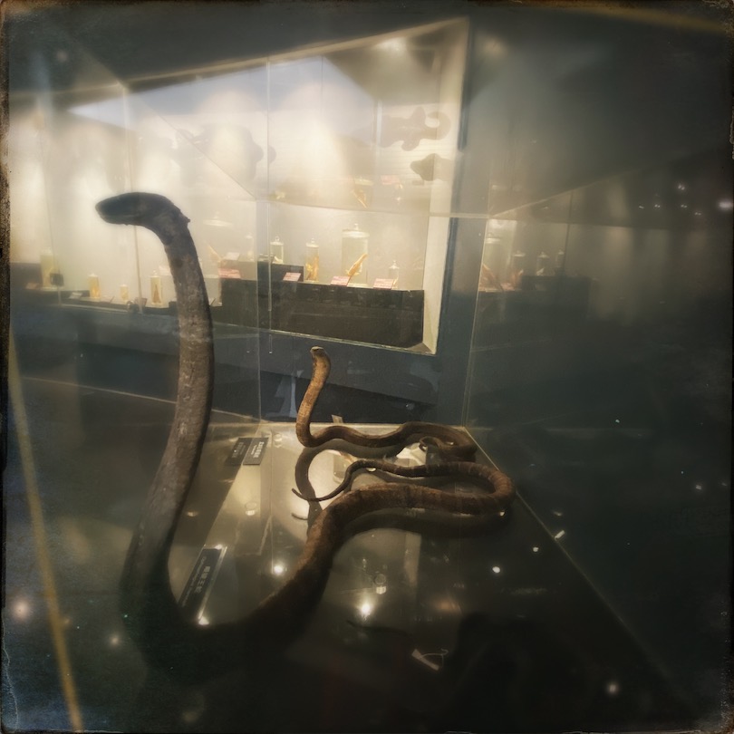 眼镜王蛇，昆明动物博物馆