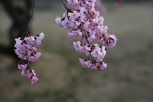 日本樱花 pink sakura