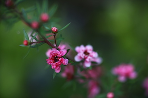 spring flower 松红梅