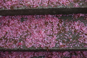cherry blossom in New York Brooklyn Botanical Garden布鲁克林植物园樱花台阶