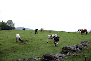 happy cows in a farm 假如此生就是来献肉的，愿它们还是会有快乐的一生