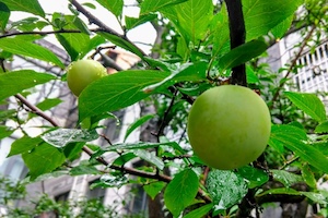 plum on the tree, from blossom to fruit 树上的李子熟了