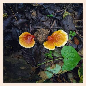 wild mushroom