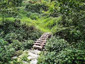 深山中的独木桥 little bridge in the deep woods