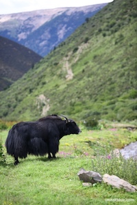 观望的牦牛 四川甘孜藏族自治州理塘草原 tibetan region Sichuan Ganzi
