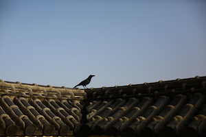 crow on roof sunset