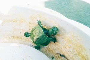 小龟的生命力life of a turtle