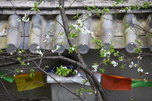 plum tree blossom 花季