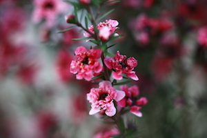 松红梅 spring flowers