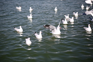 sea birds Dali Erhai lake in spring 大理洱海春天海鸥