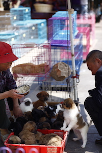 下关宠物市场 dog cat pet market